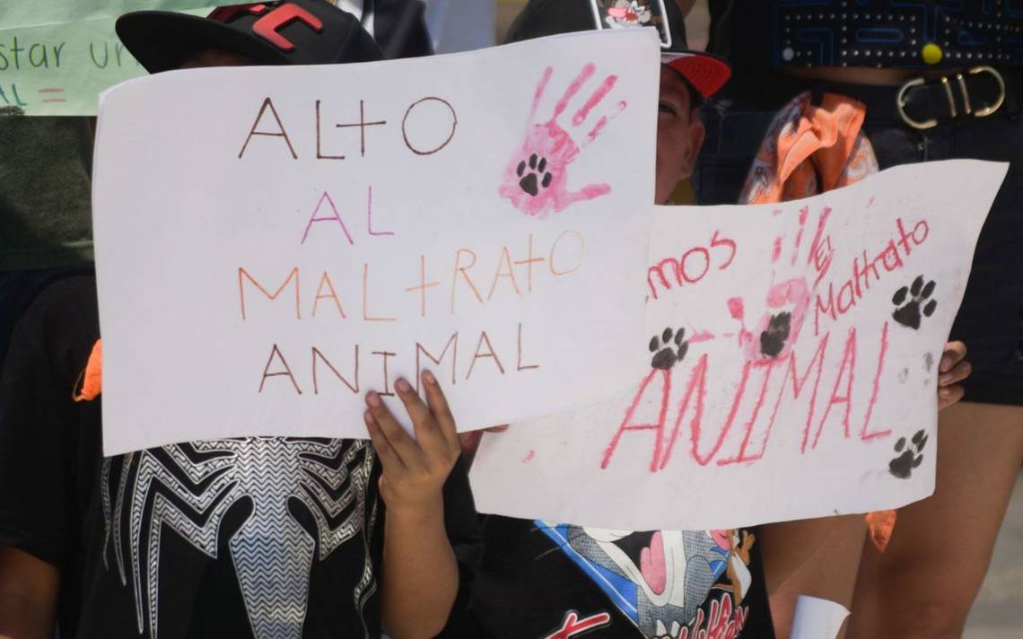 AMLO Va Por Reformas Para Proteger A Los Animales Y Reducir Edad Para ...